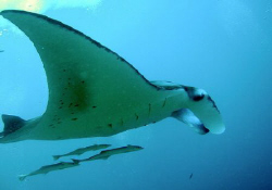 Manta and remoras by Dr. Nudi 